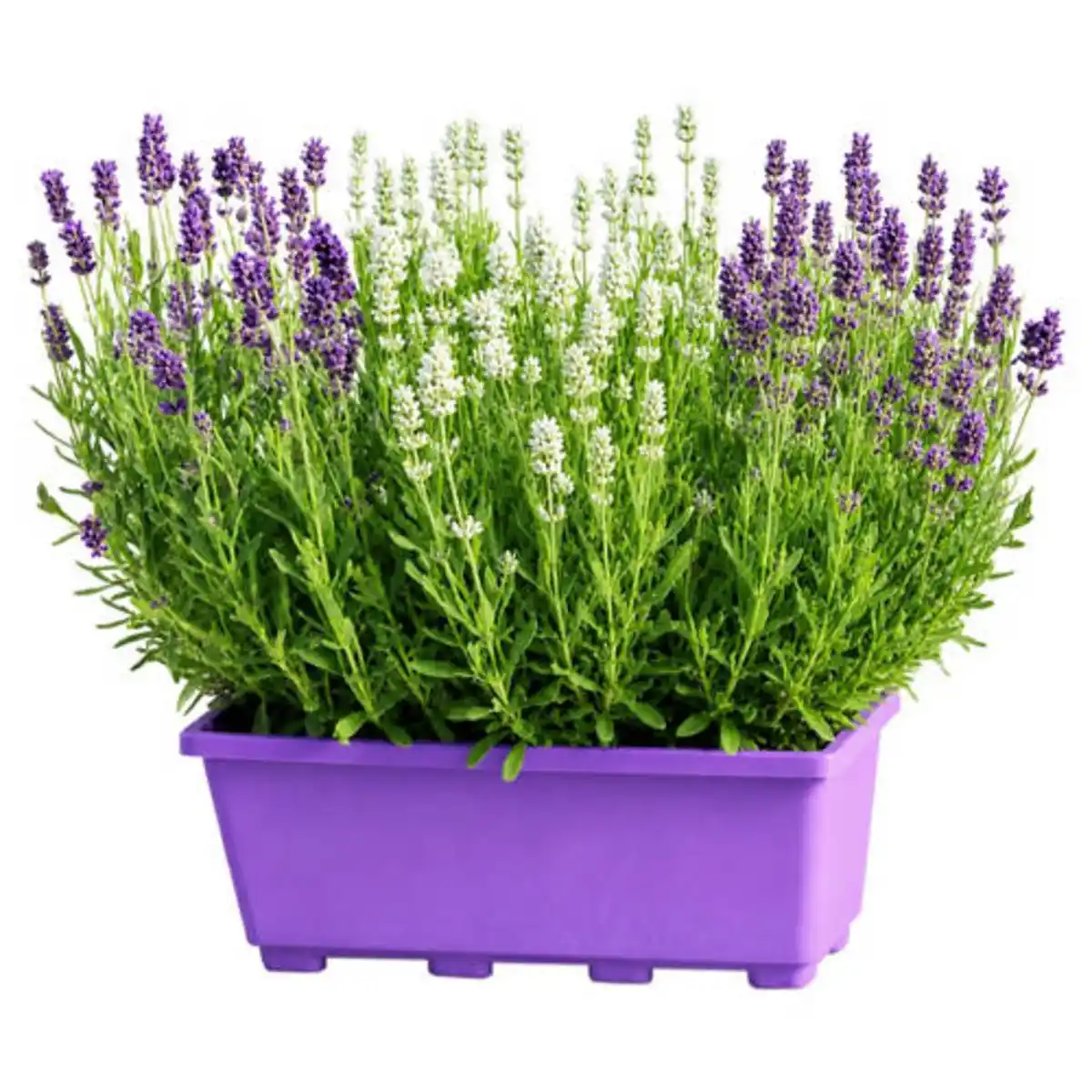 Bild 1 von GARDENLINE Lavendel Duo im Balkonkasten
