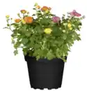 Bild 1 von Chrysanthemen-Busch-Trio