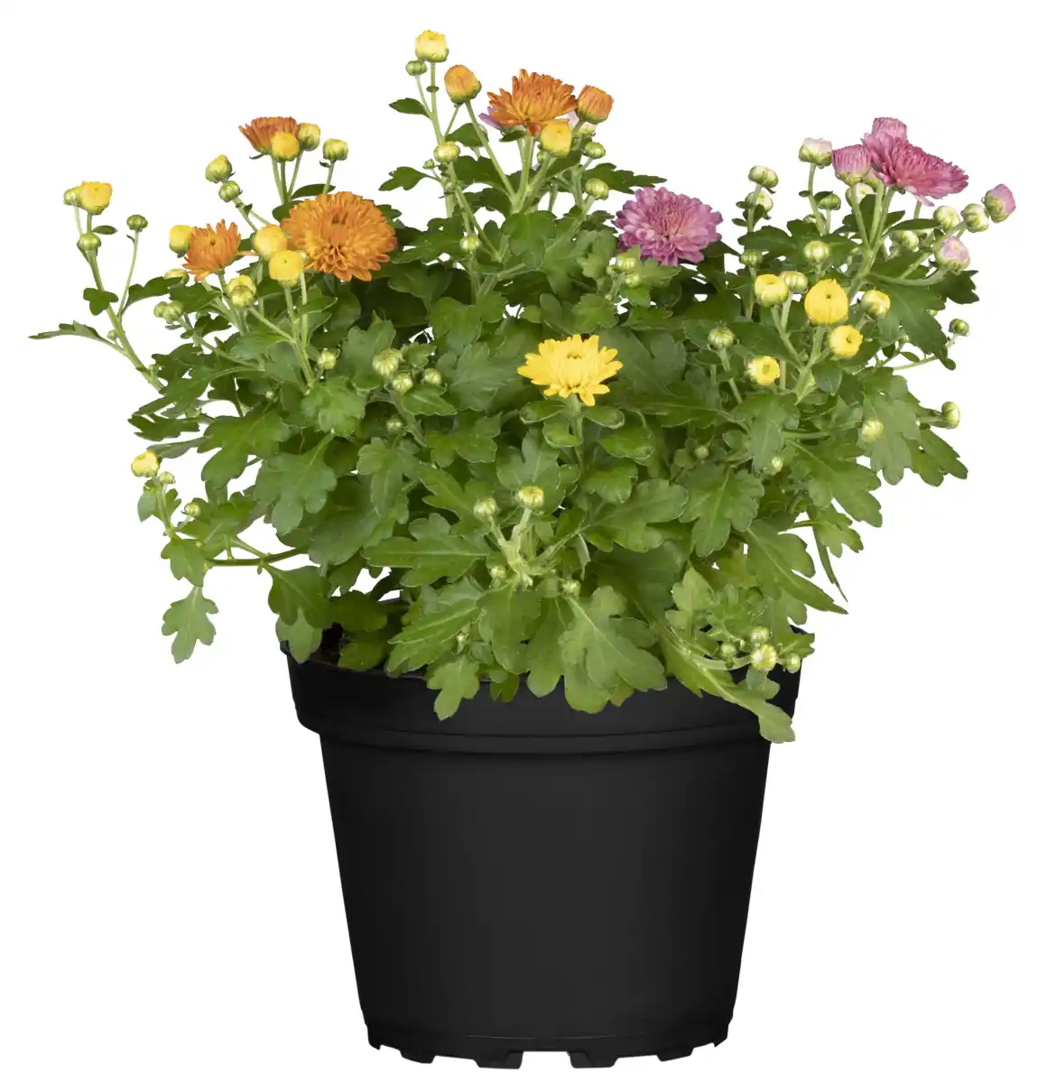 Bild 1 von Chrysanthemen-Busch-Trio