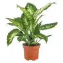 Bild 1 von Dieffenbachia