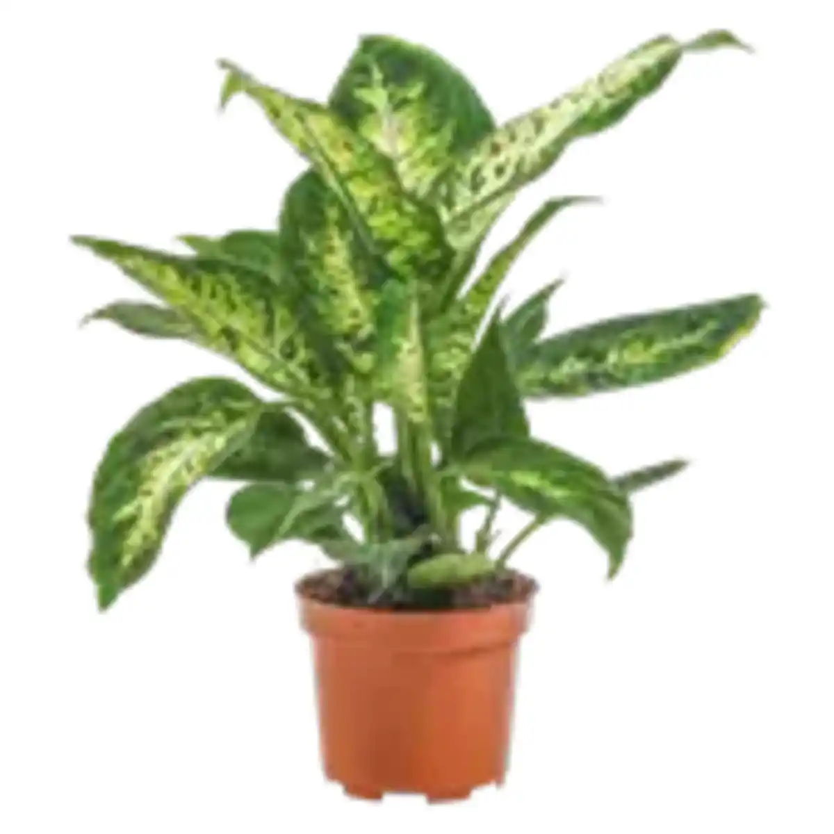 Bild 1 von Dieffenbachia