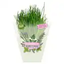 Bild 1 von GARDENLINE Kräuter, Schnittlauch