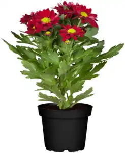 Chrysantheme
