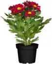 Bild 1 von Chrysantheme