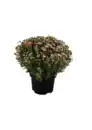 Bild 1 von Chrysantheme