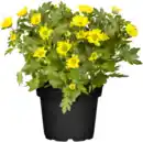 Bild 1 von Chrysantheme