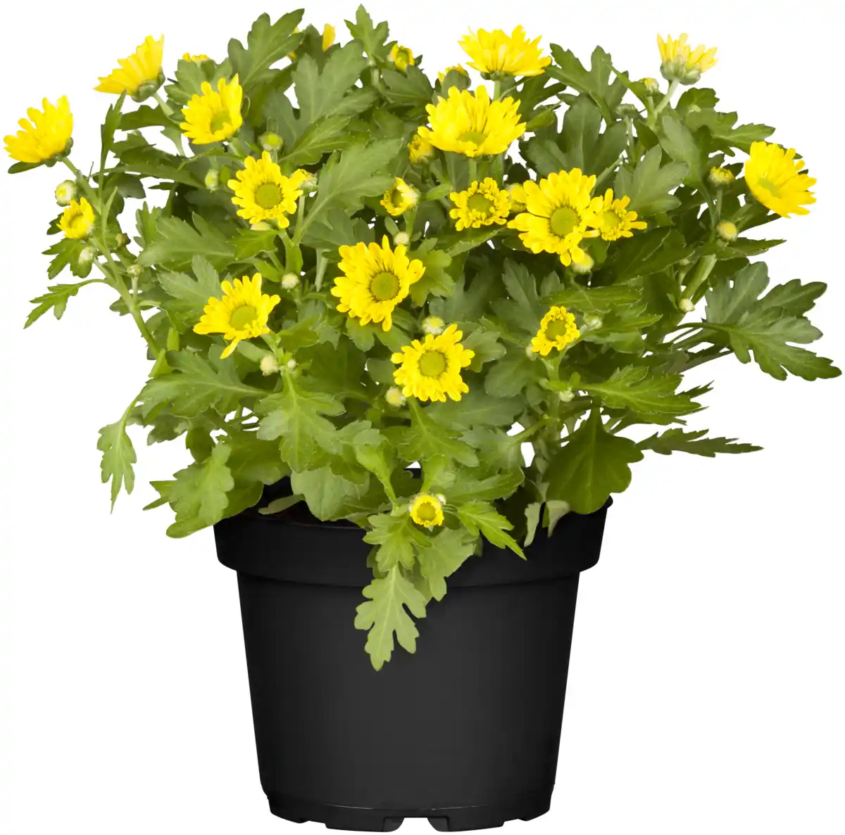 Bild 1 von Chrysantheme