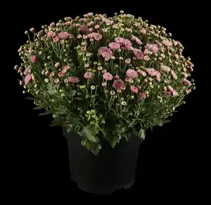 Chrysantheme