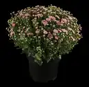 Bild 1 von Chrysantheme