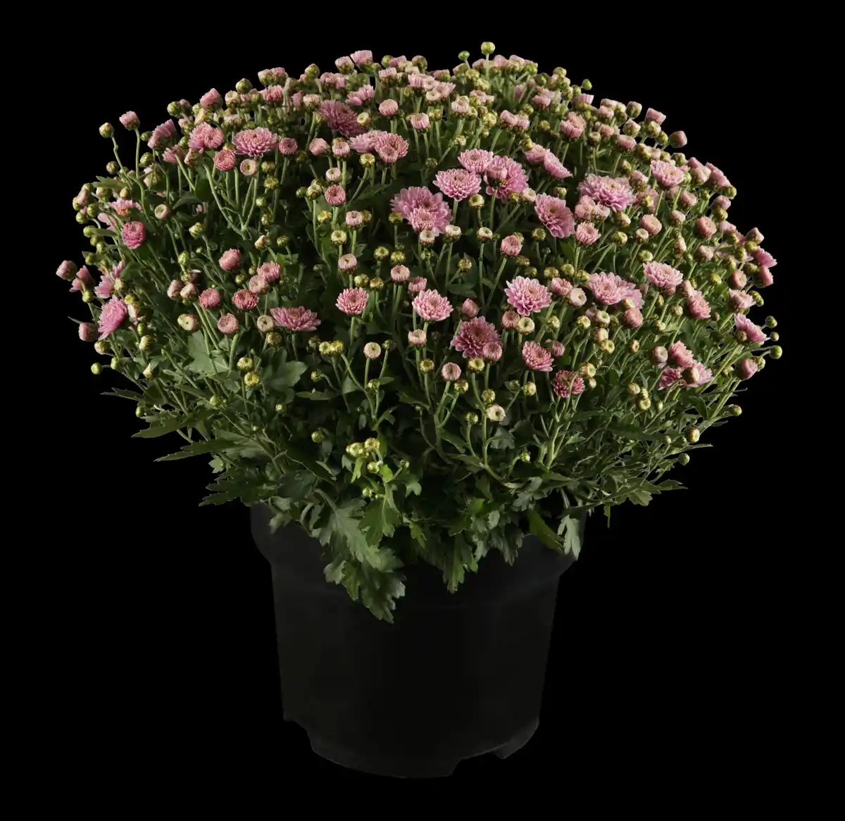 Bild 1 von Chrysantheme