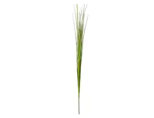 Einzelrispe Isolepsis grün
