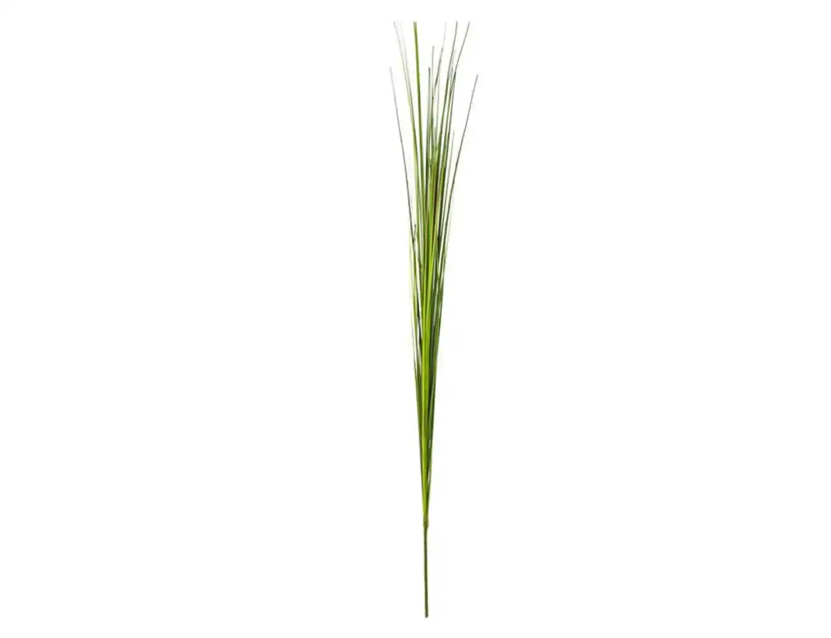 Bild 1 von Einzelrispe Isolepsis grün