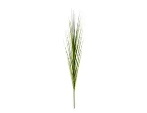 Einzelrispe Isolepsis grün