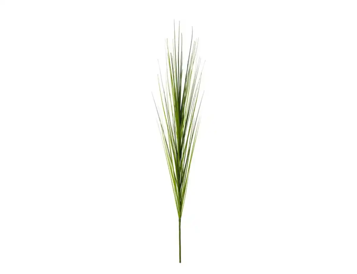 Bild 1 von Einzelrispe Isolepsis grün