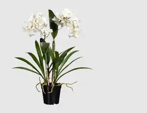 Orchidee Dendrobie getopft Weiß