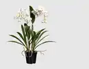 Bild 1 von Orchidee Dendrobie getopft Weiß