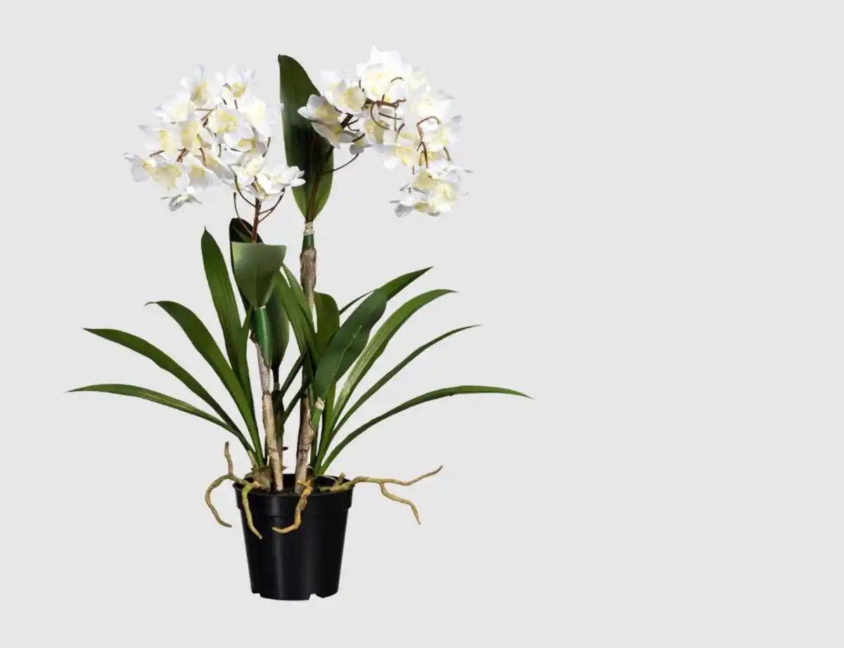 Bild 1 von Orchidee Dendrobie getopft Weiß