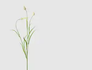 Einzelrispe Wiesengras Creme