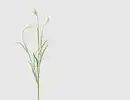 Bild 1 von Einzelrispe Wiesengras Creme