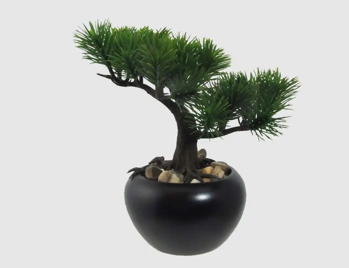 Bild 1 von Bonsai Kiefer getopft
