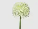 Bild 1 von Kunstblume Allium