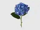 Bild 1 von Kunstblume Hortensie blau