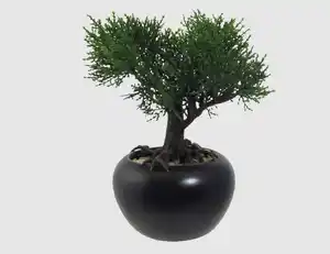 Bonsai Zeder getopft