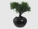 Bild 1 von Bonsai Zeder getopft