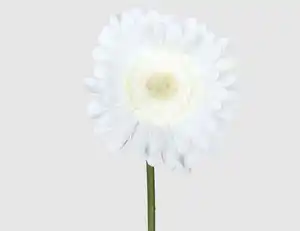 Kunstblume Gerbera weiß