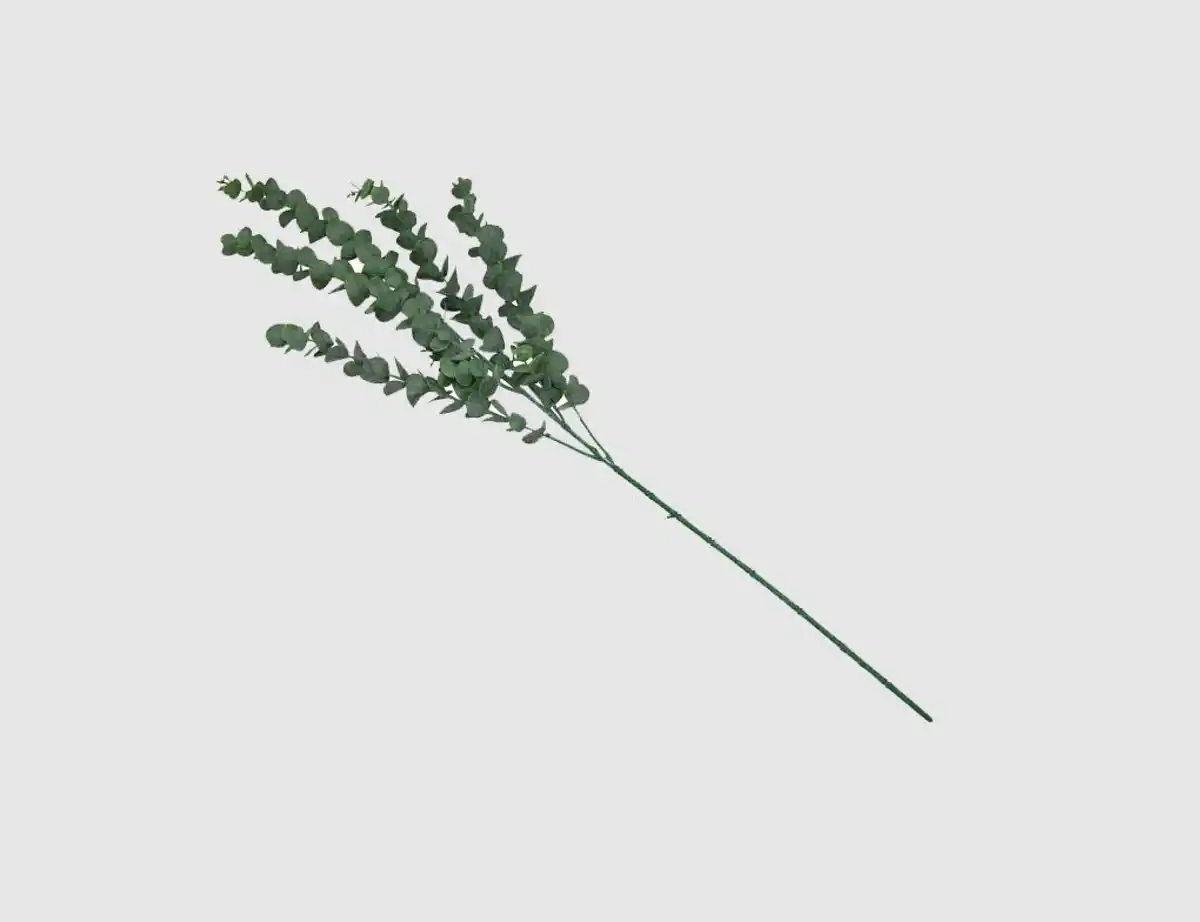 Bild 1 von Eukalyptuszweig lang Grün