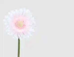 Einzelblume Gerbera Rosa