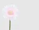Bild 1 von Einzelblume Gerbera Rosa