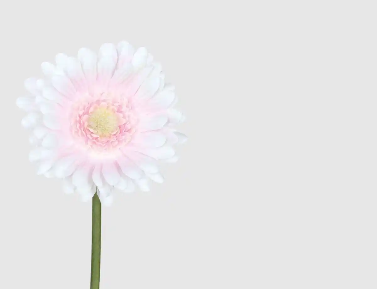 Bild 1 von Einzelblume Gerbera Rosa