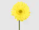 Bild 1 von Kunstblume Gerbera gelb