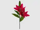 Bild 1 von Einzelblume Lilie fuchsia