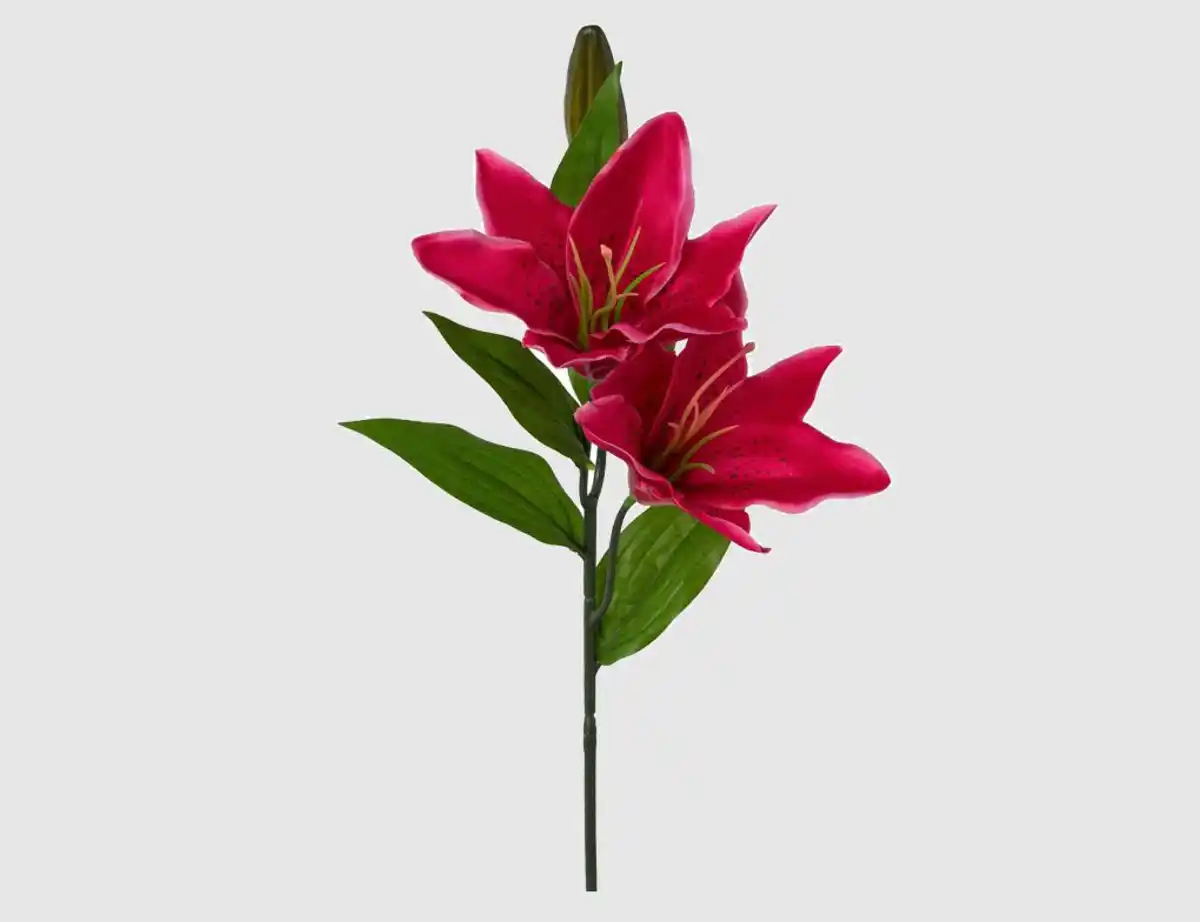 Bild 1 von Einzelblume Lilie fuchsia