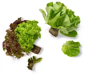 Dtsch. Kopfsalat oder Multicolor-Salat, Stück