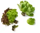 Bild 1 von Dtsch. Kopfsalat oder Multicolor-Salat, Stück