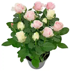 Sommerblumen
