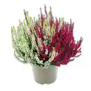 Bild 1 von Garden Girls Heidekraut Calluna Twins