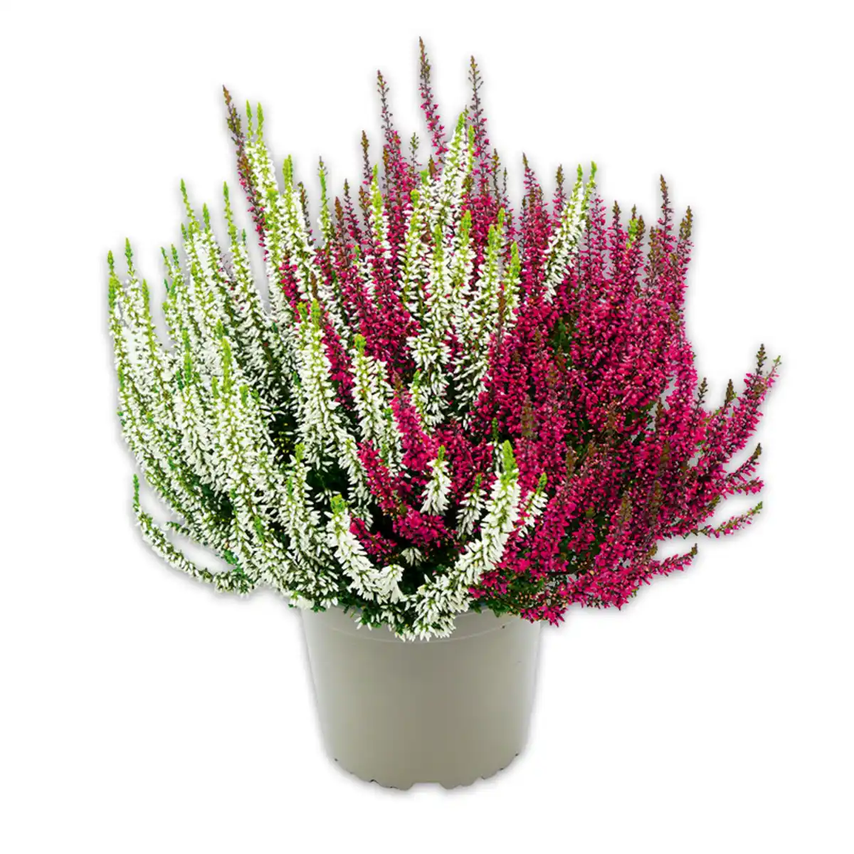 Bild 1 von Garden Girls Heidekraut Calluna Twins
