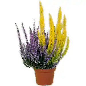 Calluna mit Baumheide