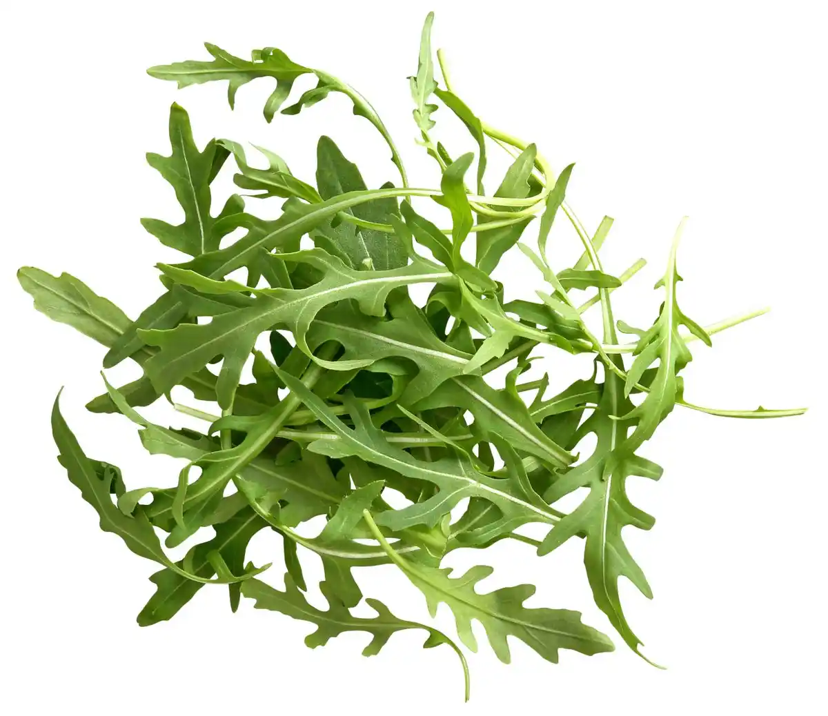 Bild 1 von Ital. Bio-Rucola, 100-g-Packg.