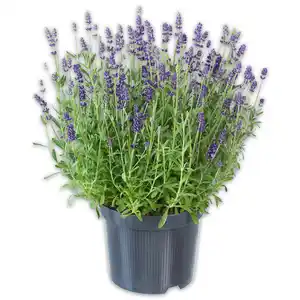 Lavendel