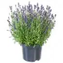 Bild 1 von Lavendel