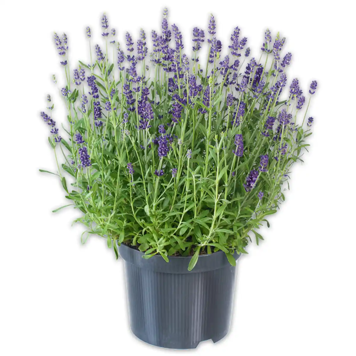 Bild 1 von Lavendel