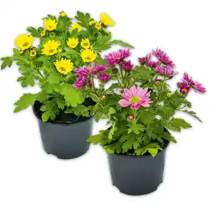 Chrysantheme "Swifty Mini"