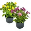 Bild 1 von Chrysantheme "Swifty Mini"