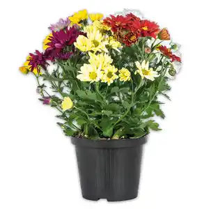 Chrysantheme "Sixtie®"