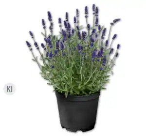 Lavendel*